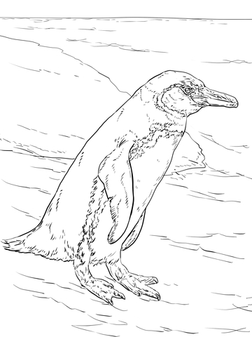 Realistic Galapagos Penguin Coloring Page